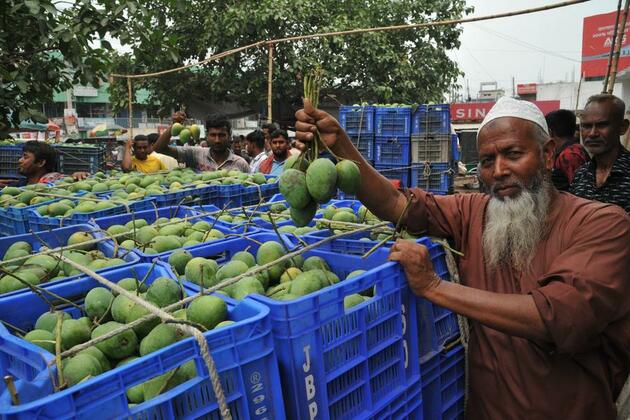 Asia Album: Happy mango harvest in Bangladesh