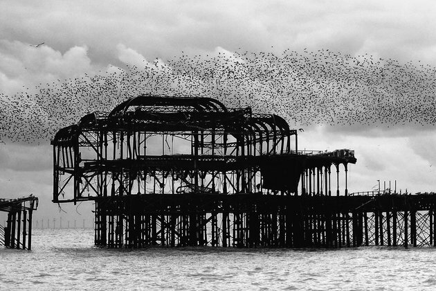 Victorian efforts to export animals to new worlds failed, mostly