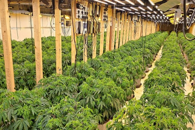 Police Dismantle Major Suspected Cannabis Operation in Strabane  03-07-2025