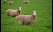  Wet and flooded paddocks pose a range of threats to livestock. Photo: Mark Saunders.