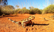 An eastern Goldfields local.