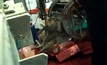 Israeli abattoir under animal cruelty investigation