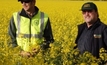 The value of canola technology