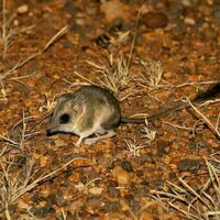 Kultarrs are tiny, cryptic creatures that only come out at night. Scientists are finally learning how they live