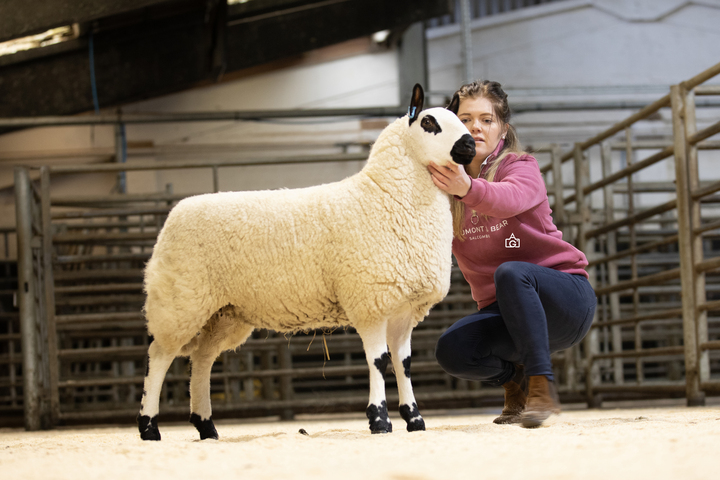 Kerry Hill ewe lamb which sold for 2,200gns