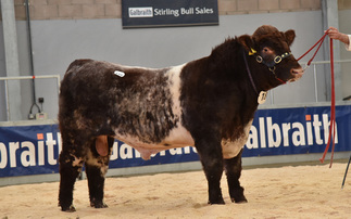 Stirling Bull Sales: Beef Shorthorns top at 20,000gns  