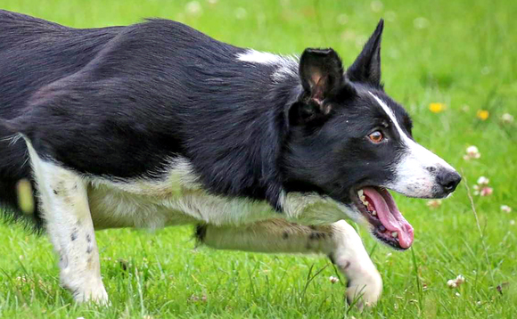 Auction mart sales round up: Skipton dogs to £13,700; Willsbro sale tops at 8,800gns and Limousin bulls sell to 11,000gns;  