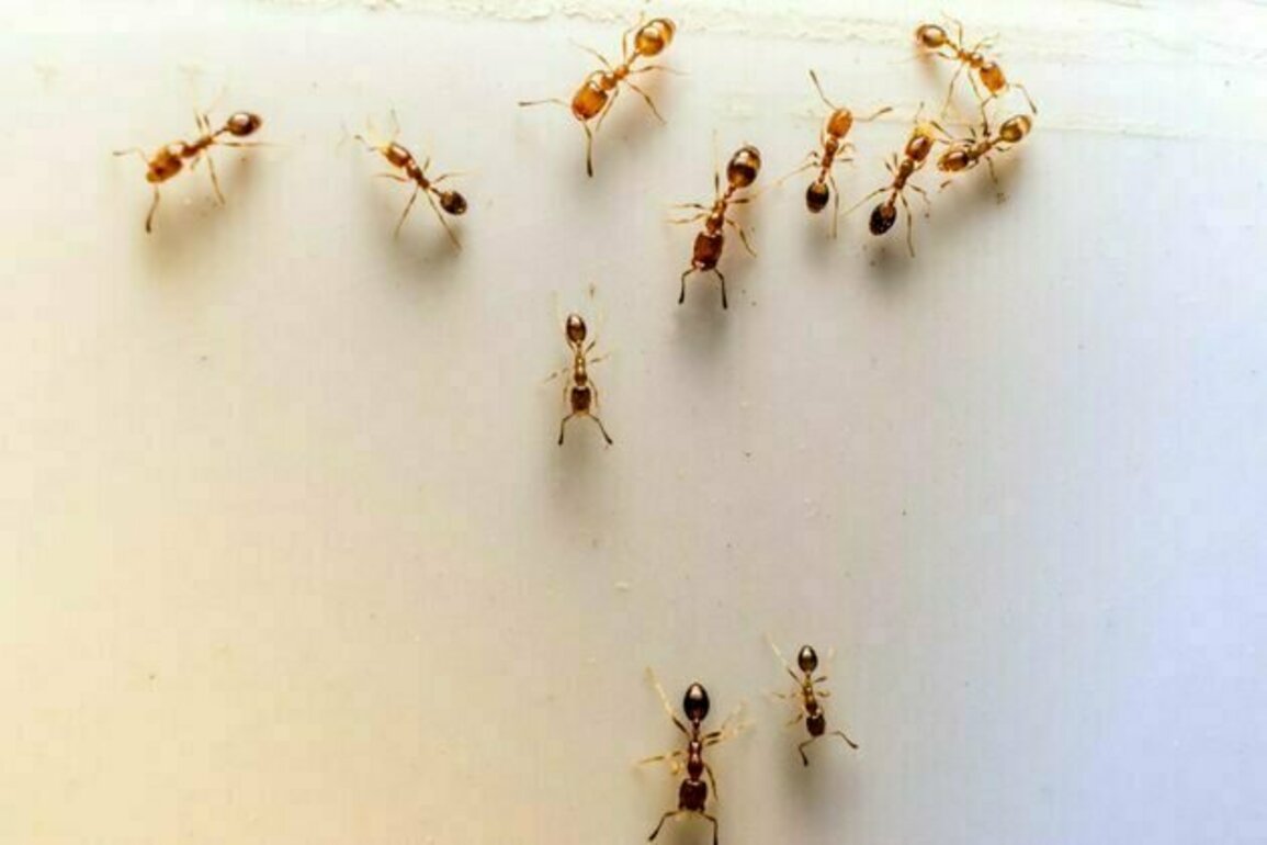 Ants in your house? Here's how they get everywhere - even high up in tall buildings