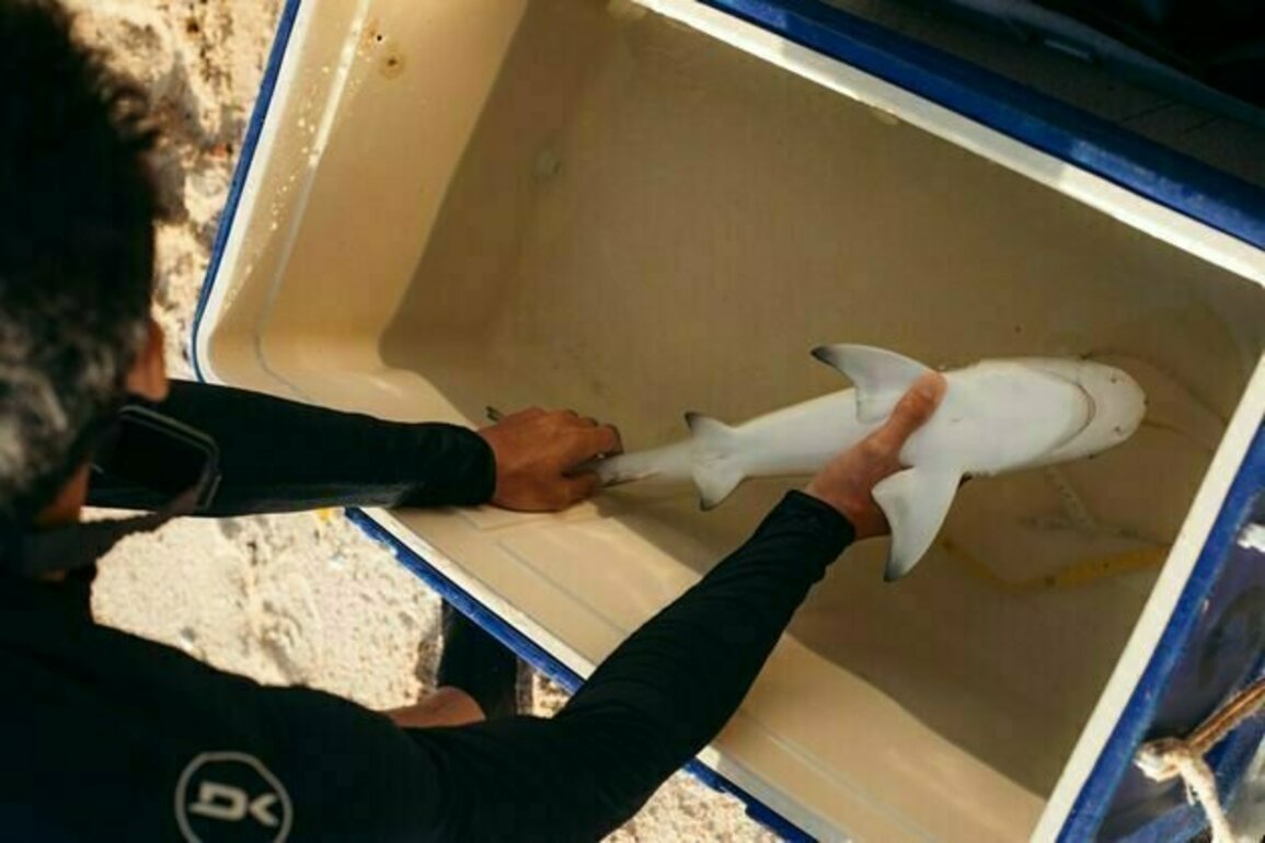 Sharks freeze when you turn them upside down - and there's no good reason why