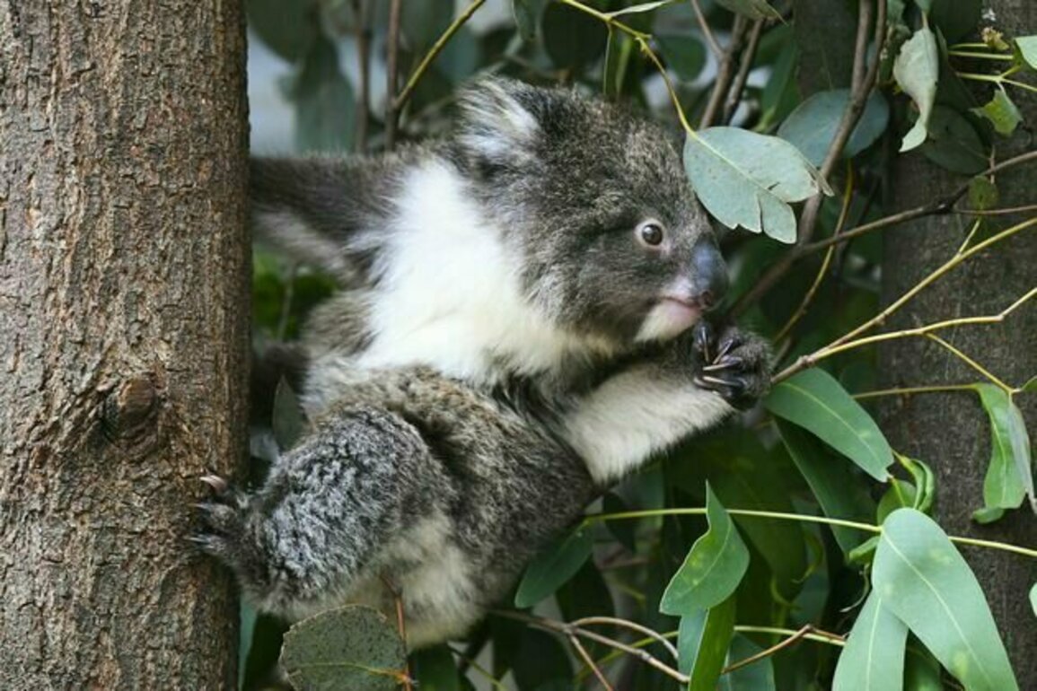 Koalas are running out of time. Will a $140 million national park save them?