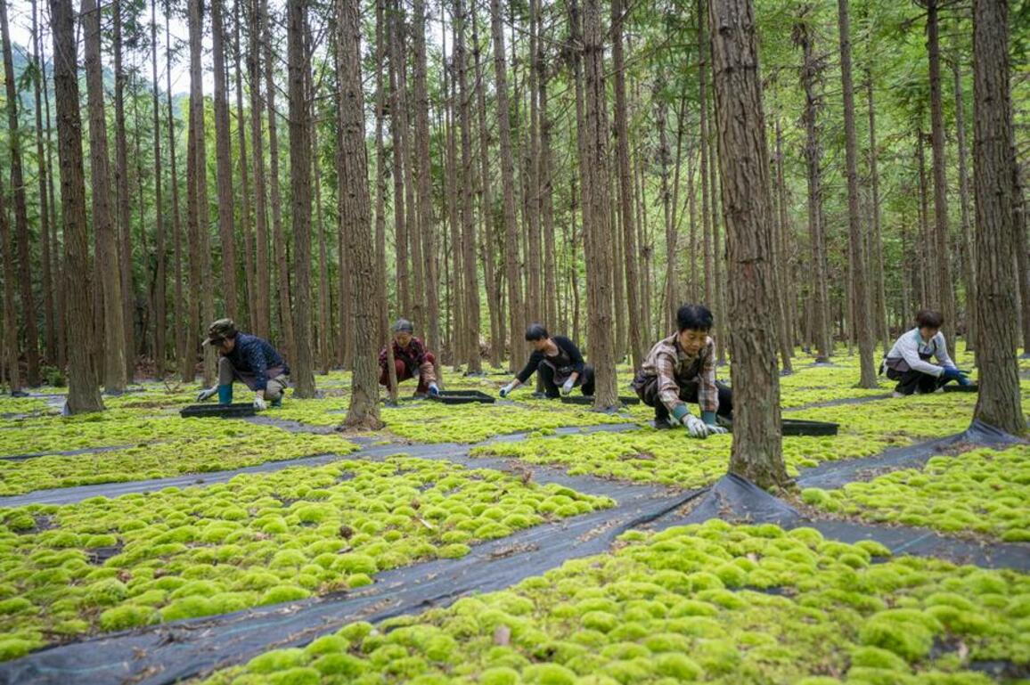 Potted plants pave way to prosperity in east China's mountainous area
