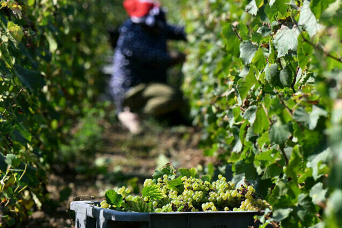 French court jails three for treating champagne workers 'like slaves'