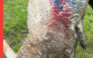 Sheep put to sleep following 'out of control' dog attack at Cheshire farm