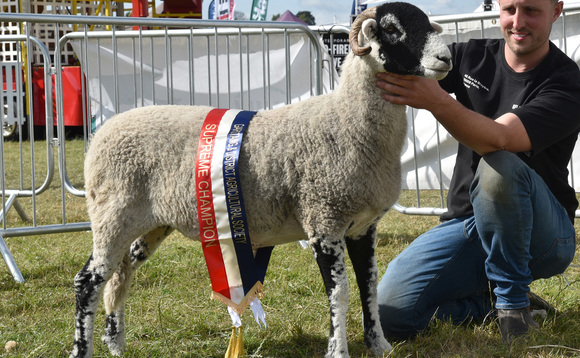 Champion title for Swaledale gimmer at Garstang Show