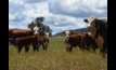  Cattle prices crash amid drying conditions. Picture: Mark Saunders.