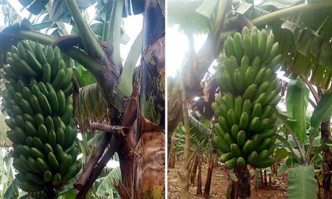 Agriculture ministry releases pest, disease resistant bananas Agriculture ministry releases pest, disease resistant bananas