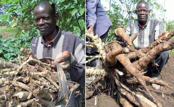 Ssewava Nsereko ng’alaga ekikolo kya muwogo ekirabiriddwa obulungi bwe kibala. Ssewava Nsereko ng’alaga ekikolo kya muwogo ekirabiriddwa obulungi bwe kibala.
