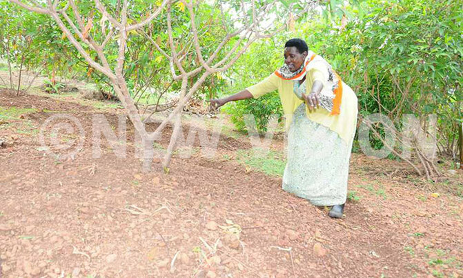 Cassava: a hidden crop in Isingiro Cassava: a hidden crop in Isingiro