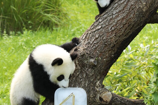 GERMANY-BERLIN-ZOO BERLIN-GIANT PANDA TWINS-BIRTHDAY