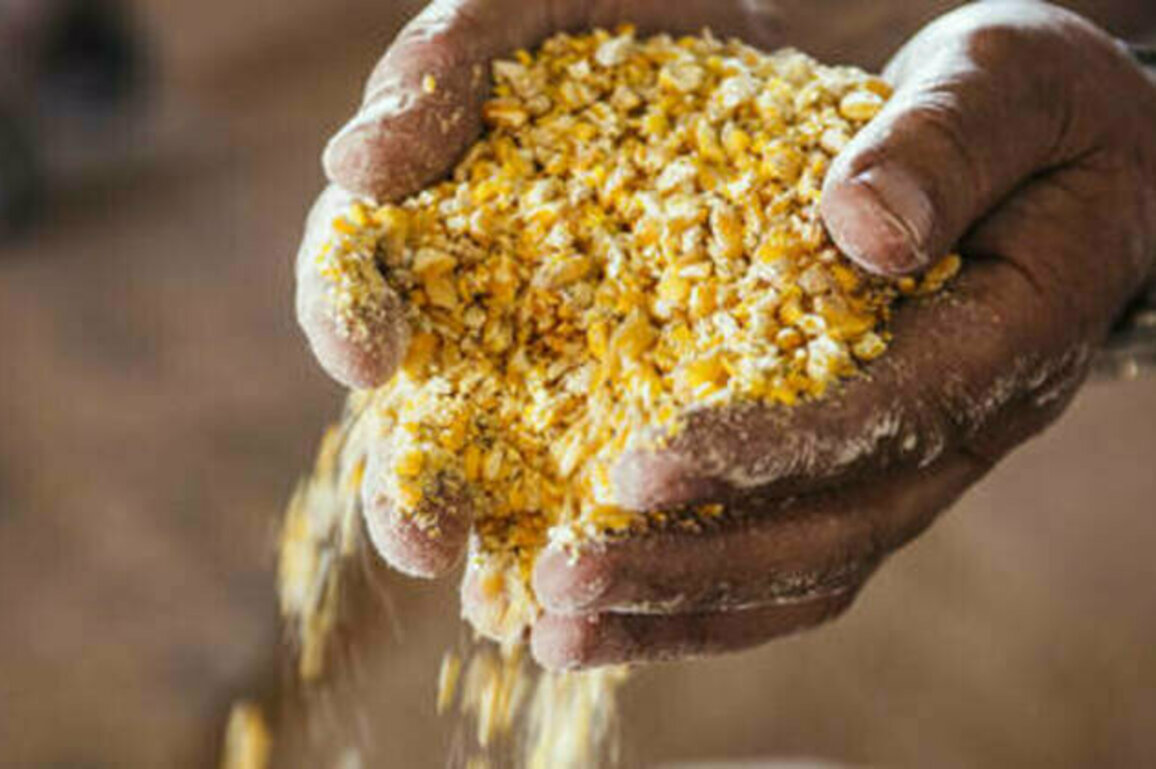 Russian food exports to Africa increase 19%