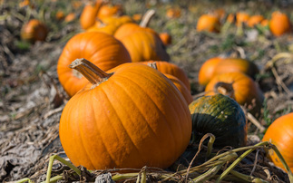 Halloween pumpkin harvest more trick than treat, say growers