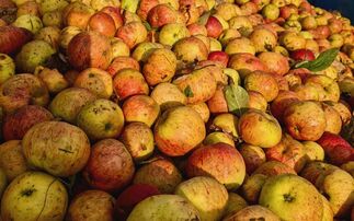 UK cider primed for a fruitful summer season