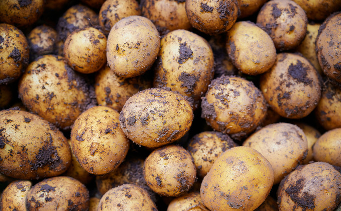 Russia faces potato shortage