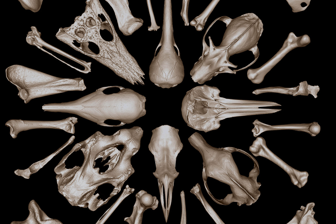AUSTRALIA-UNIVERSITY-3D ANIMAL BONE DATABASE