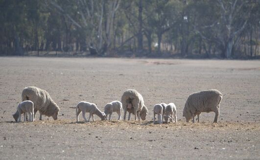 Pregnancy scanning is considered one of sheep producers’ most important tools this year, but only if the information is used.