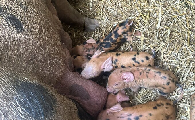 Jeremy Clarkson said he was delighted to welcome the arrival of piglets at Diddly Squat Farm