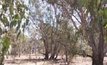 Vegetation amendments a positive move: NSWFarmers