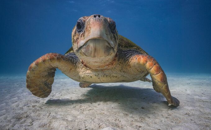 A loggerhead turtle | Credit: Re:wild 
