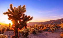 The Mojave desert