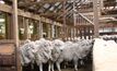 Judges choose class acts - wool producer award finalists named
