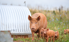 Rare Breed Survival Trust's gene bank goes from strength to strength