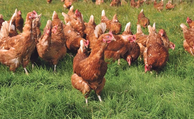 RSPCA Assured announces further changes to new laying hen standards 