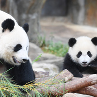 CHINA-HONG KONG-GIANT PANDA TWINS-NAME (CN)