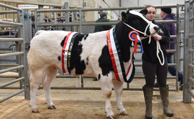 Young handlers competition champion, a 10-month-old British Blue cross heifer, from Lily Speakman, Radcliffe, which sold for £2,500 to Robert Barker, Lincolnshire