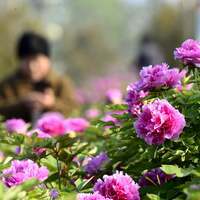 #CHINA-SPRING-FLOWERS(CN)