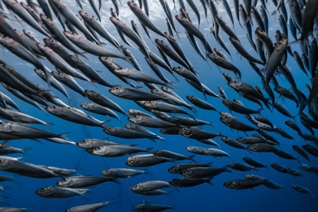 Climate change and overfishing are boosting toxic mercury levels in fish