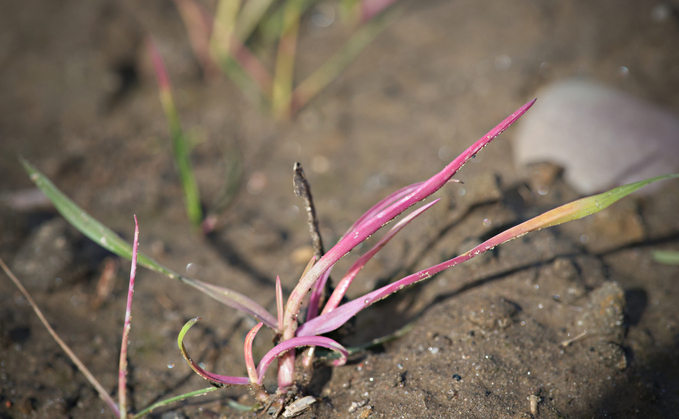 Take Control of Grass-Weeds This Autumn — Read the New Focus Guide and Win a Milwaukee Grease Gun Kit and a can of Fundatis®