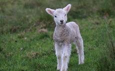 Lambs reportedly slaughtered for meat by thieves in Dorset