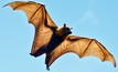 Federal parliament ignores farmers in flying fox review: NSW Farmers