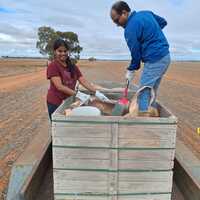 AUSTRALIA-UNISA-VOLCANIC ROCK-SUSTAINABLE FARMING