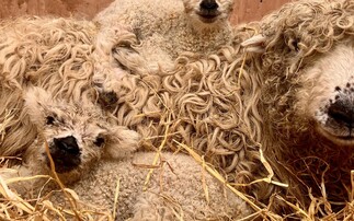 Suffolk rare breeds farm closes temporarily due to potential sickness outbreak