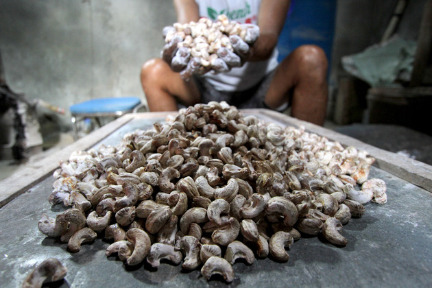 INDONESIA-WONOGIRI-CASHEW NUTS-AGRICULTURAL DOWNSTREAMING-BOOSTING