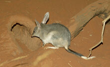 APPEA hails Melbana's Stickland, Buru's bilbies