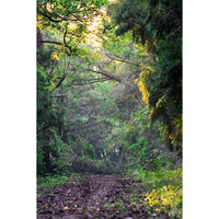 India moves up to position nine globally in forest area; continues to rank number 3 in Annual Forest Gain