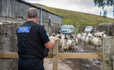 Sheep dies after being 'chased' off a cliff edge in Cornwall