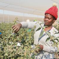 Interview: Zimbabwean exporters eye new opportunities in China at upcoming import expo